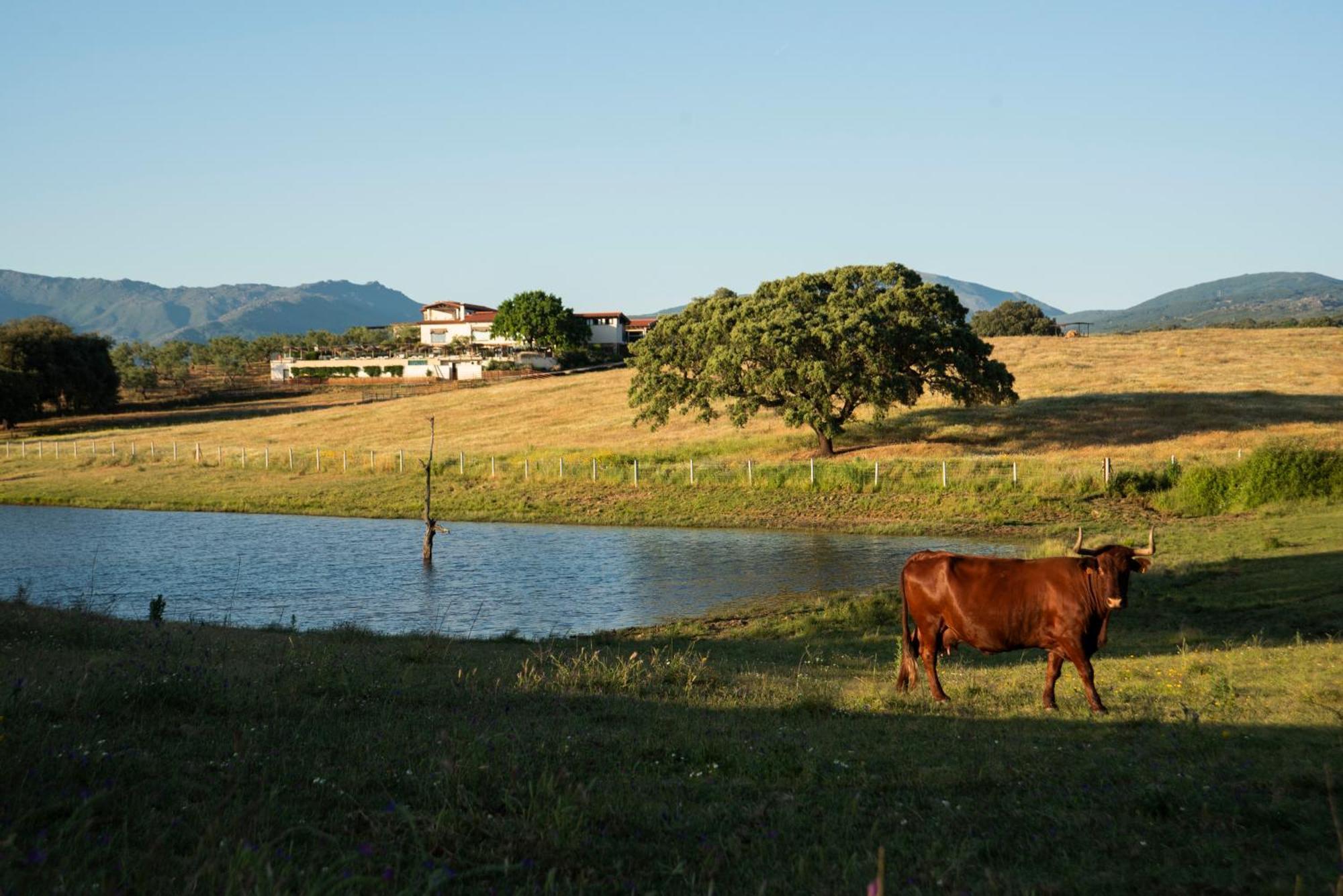 Hábitat Cigüeña Negra Valverde del Fresno Exterior foto